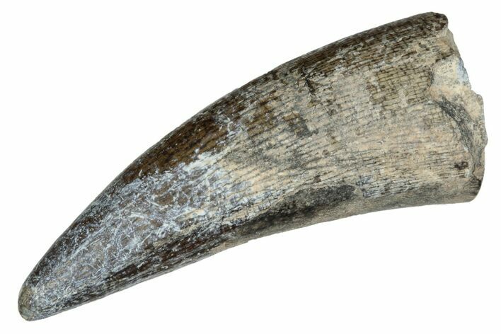 Dinosaur-Eating Crocodile (Sarcosuchus) Tooth - Niger #241070